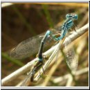 Cercion lindenii - Pokal-Azurjungfer 03.jpg